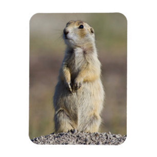 Wyoming, Sublette County, White-tailed Prairie Magnet
