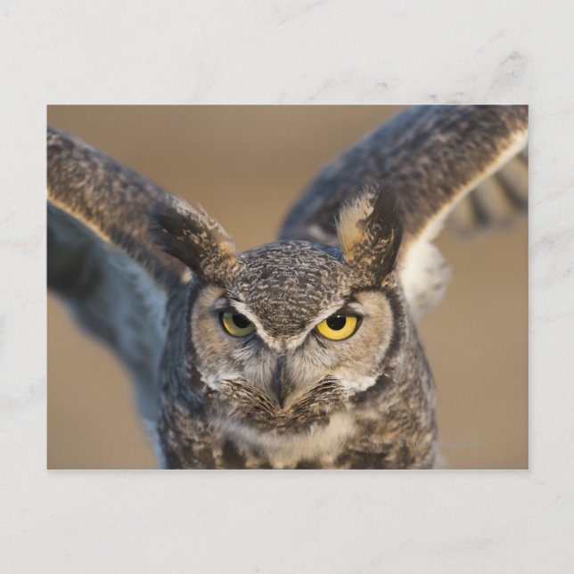 Wyoming, USA Postcard (Front)