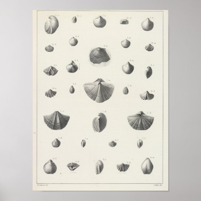 X Carboniferous Poster (Front)