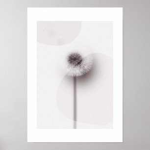 X-ray Botanical Art - Dandelion Poster