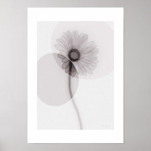 X-ray Botanical Art - Gerbera Poster