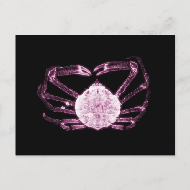 X-Ray Crab Postcard (Front)