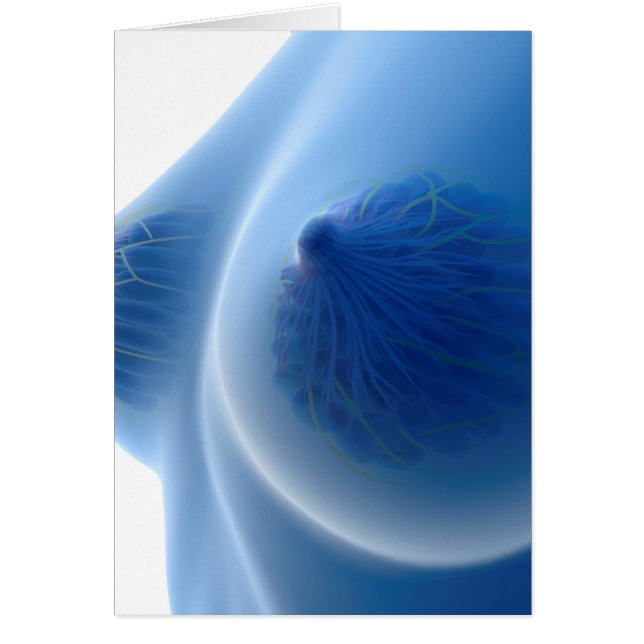 X-Ray Image Of Female Breast Anatomy (Front)