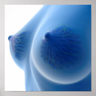 X-Ray Image Of Female Breast Anatomy Poster
