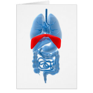 X-Ray Image Of Internal Organs With Diaphragm