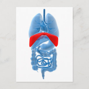 X-Ray Image Of Internal Organs With Diaphragm Postcard