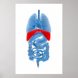 X-Ray Image Of Internal Organs With Diaphragm Poster