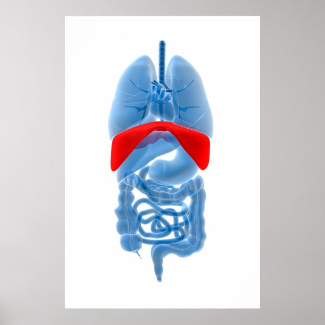 X-Ray Image Of Internal Organs With Diaphragm Poster (Front)