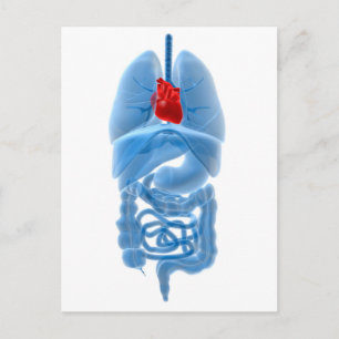 X-Ray Image Of Internal Organs With Heart Postcard