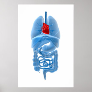 X-Ray Image Of Internal Organs With Heart Poster