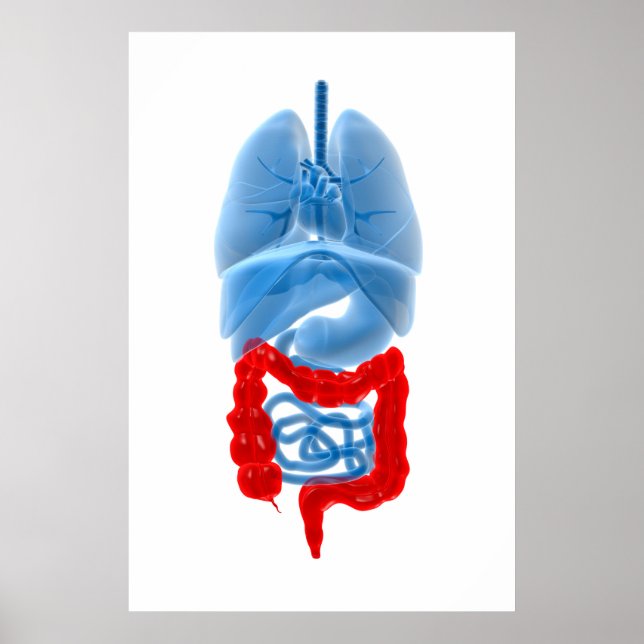 X-Ray Image Of Internal Organs With Large Poster (Front)