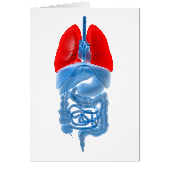 X-Ray Image Of Internal Organs With Lungs (Front)