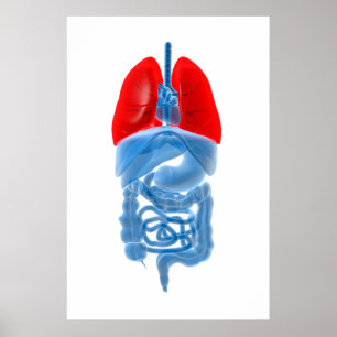 X-Ray Image Of Internal Organs With Lungs Poster