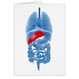 X-Ray Image Of Internal Organs With Pancreas