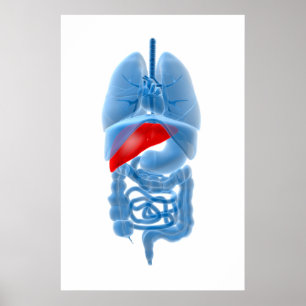 X-Ray Image Of Internal Organs With Pancreas Poster