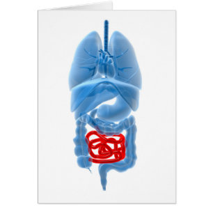 X-Ray Image Of Internal Organs With Small