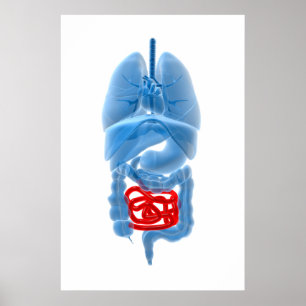 X-Ray Image Of Internal Organs With Small Poster