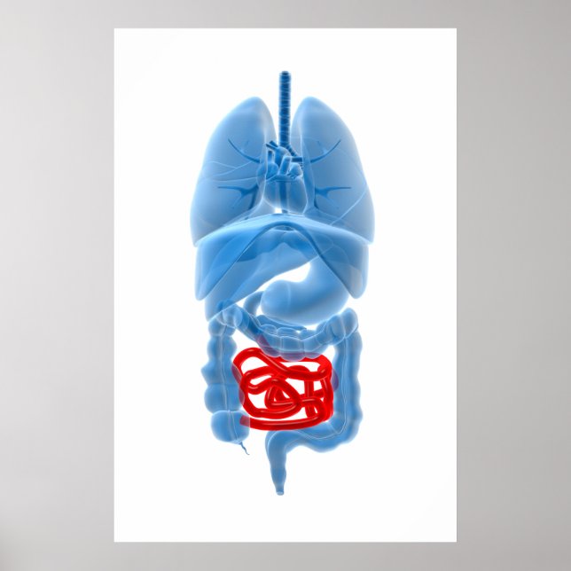 X-Ray Image Of Internal Organs With Small Poster (Front)