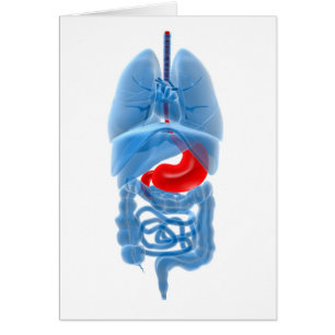 X-Ray Image Of Internal Organs With Stomach