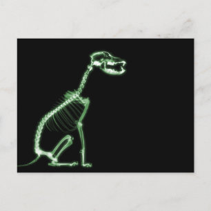 X-RAY PUPPY DOG SKELETON SITTING - GREEN POSTCARD