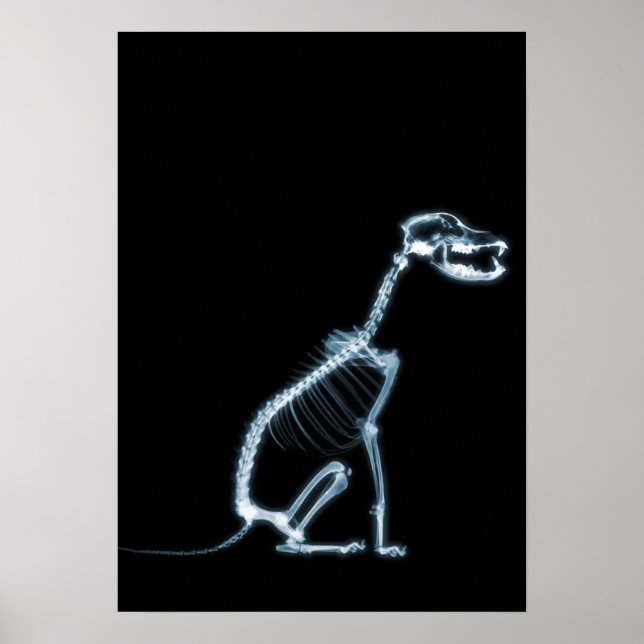 X-RAY SKELETON DOG SITTING - BLUE & BLACK POSTER (Front)