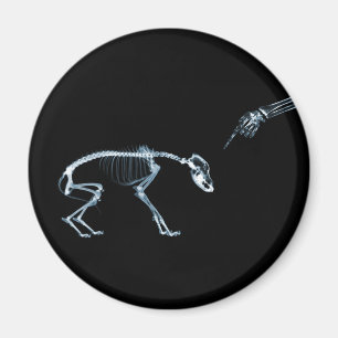 X-Ray Skeletons Blue Bad Dog Magnet