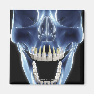 X-ray style look at human teeth magnet