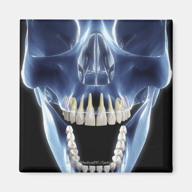 X-ray style look at human teeth magnet (Front)