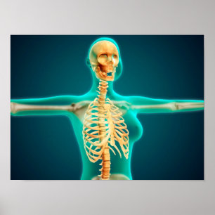 X-Ray View Of Female Upper Body Showing Rib Cage Poster