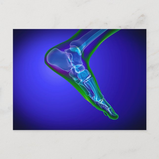 X-Ray View Of Human Foot 1 Postcard (Front)