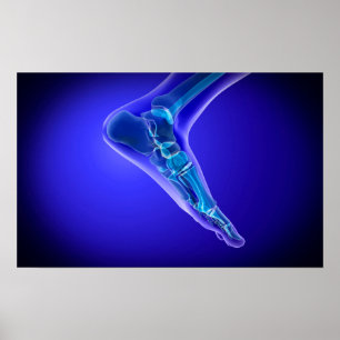 X-Ray View Of Human Foot 3 Poster