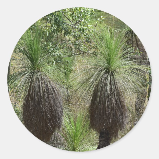 XANTHORRHOEA GRASS TREE BUSH PLANT AUSTRALIA CLASSIC ROUND STICKER (Front)