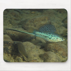 Xiphophorus montezumae - Montezumae Swordtail Mouse Pad