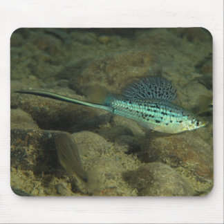 Xiphophorus montezumae - Montezumae Swordtail Mouse Pad