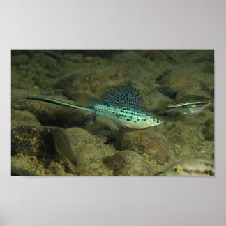 Xiphophorus montezumae - Montezumae Swordtail Poster