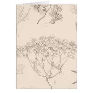 XIX Gilia