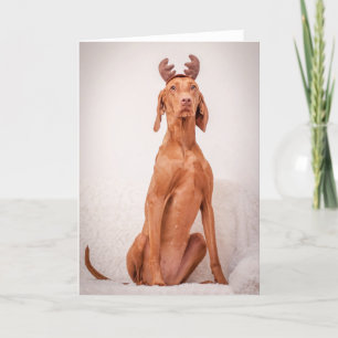 Xmas Card / Christmas Card "Magyar Vizsla"
