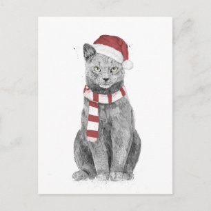 Xmas cat postcard