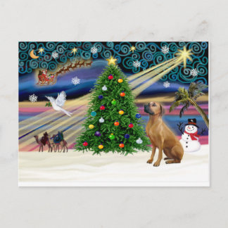 Xmas Magic-Rhodesian Ridgeback-lkup Holiday Postcard