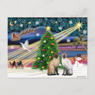 Xmas Magic - Two Siazmese cats (Seal + Choc) Holiday Postcard