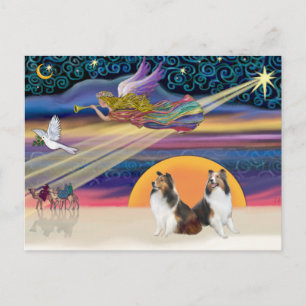 Xmas Star - Two Shelties Holiday Postcard