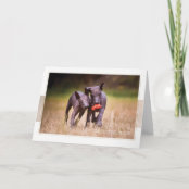 Xoloitzcuintle Puppies Greeting Card