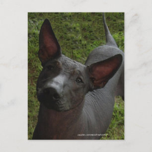 Xoloitzcuintli Postcard