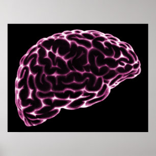 XRAY BRAIN SIDE VIEW PINK POSTER