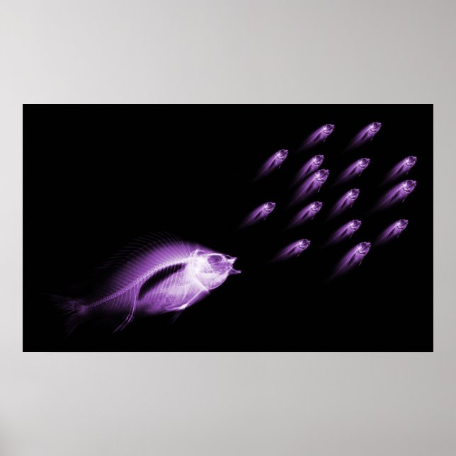 XRAY FISH CHASE BLACK PURPLE POSTER (Front)