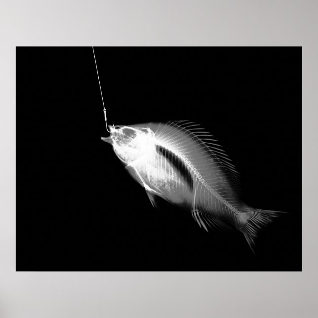 XRAY HOOK FISH BLACK WHITE POSTER (Front)