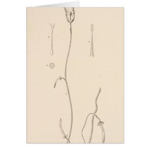 XX Convolvulus longipes