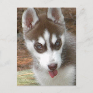 XX- Cute Siberian Husky Puppy Dog Postcard