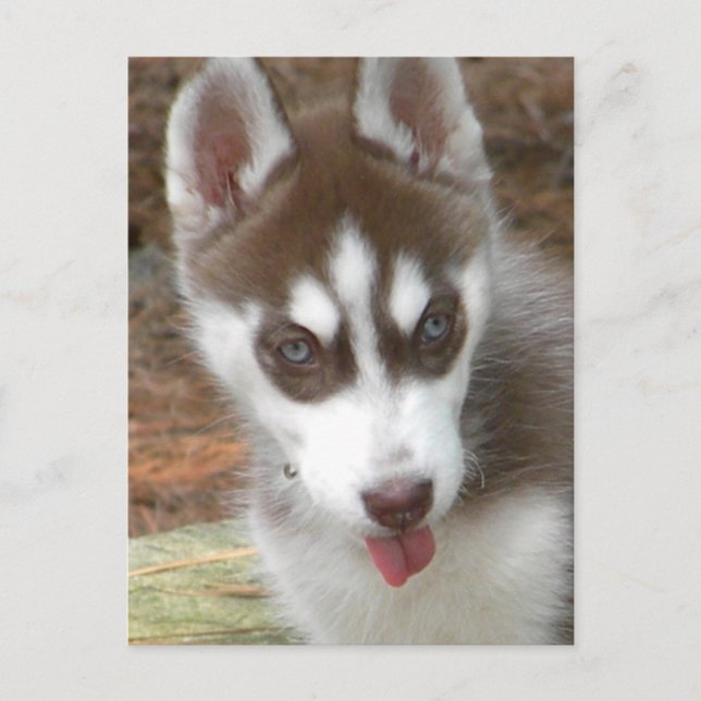 XX- Cute Siberian Husky Puppy Dog Postcard (Front)