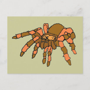 XX- Hilarious Tarantula Spider Postcard